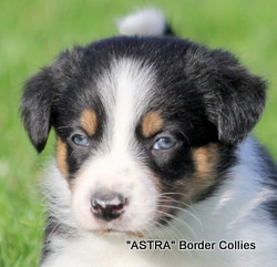 Tricolour MALE border collie puppy